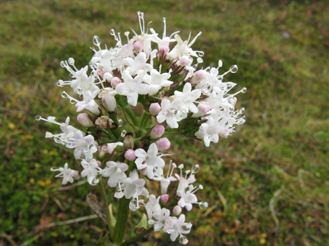 Valeriana sitchensis (Sitka valerian) #30405