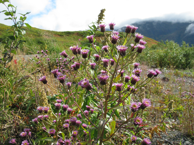 Erigeron acris (Bitter fleabane) #30409