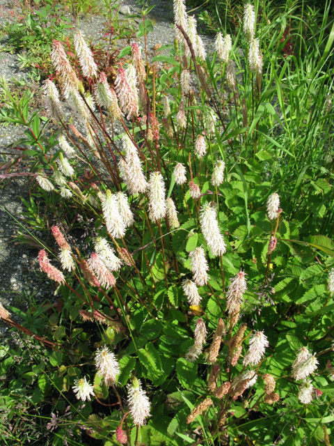 Sanguisorba canadensis (Canadian burnet) #30415