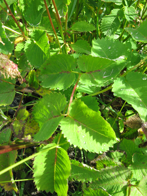 Sanguisorba canadensis (Canadian burnet) #30416