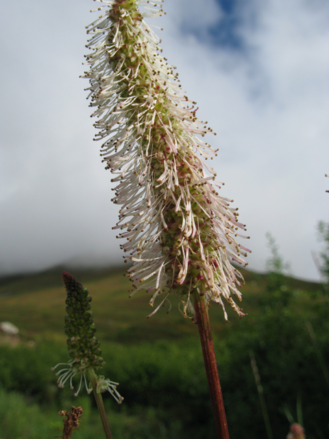 Sanguisorba canadensis (Canadian burnet) #30419