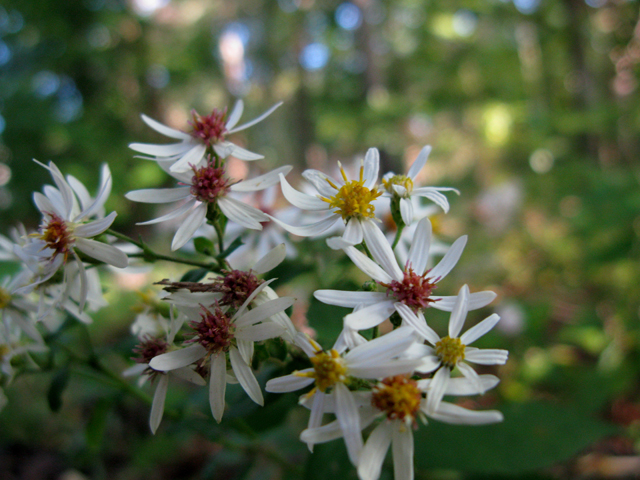 Eurybia divaricata (White wood aster) #30439