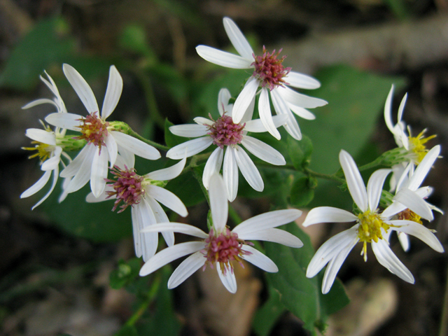 Eurybia divaricata (White wood aster) #30440