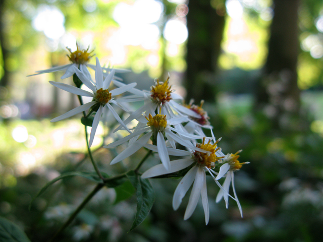 Eurybia divaricata (White wood aster) #30442