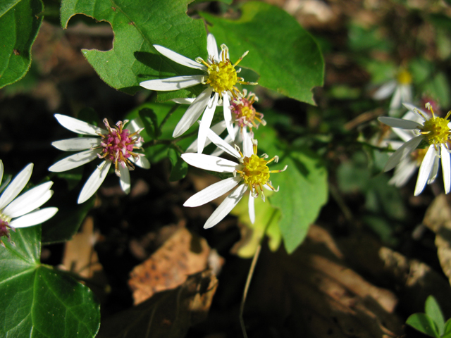 Eurybia divaricata (White wood aster) #30443