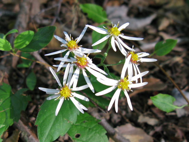 Eurybia divaricata (White wood aster) #30445