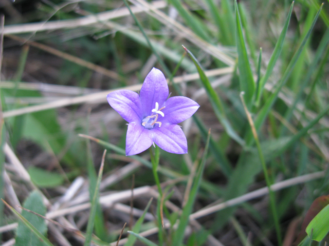 Campanula parryi (Parry's bellflower) #77053