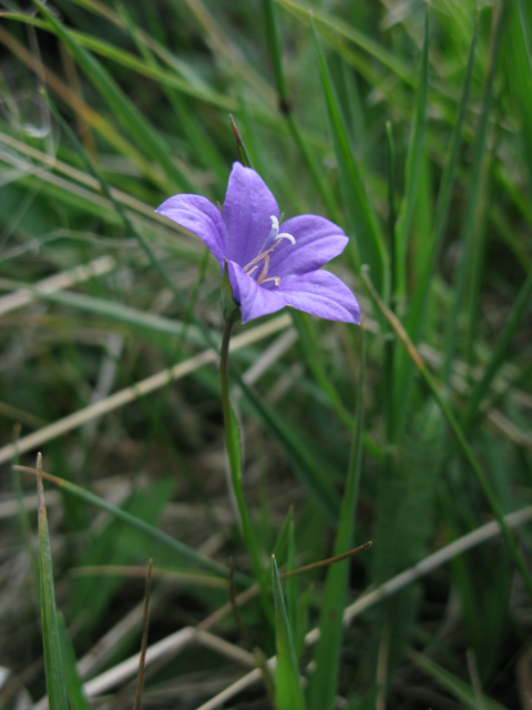 Campanula parryi (Parry's bellflower) #77054