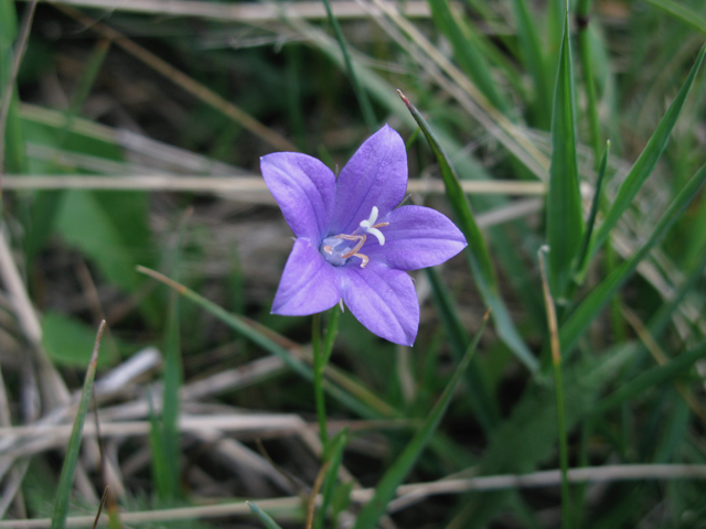 Campanula parryi (Parry's bellflower) #77055