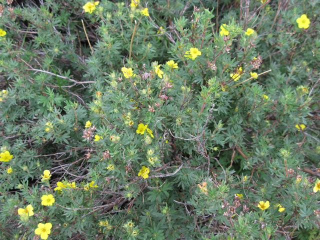 Dasiphora fruticosa ssp. floribunda (Shrubby cinquefoil) #77058