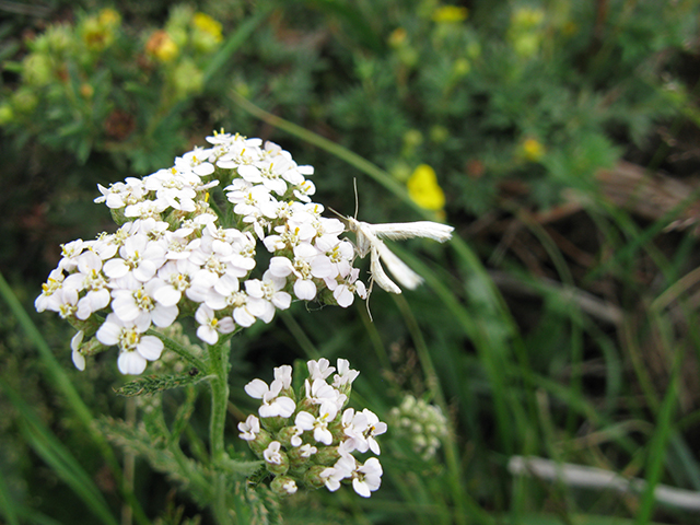 Achillea millefolium (Common yarrow) #77061