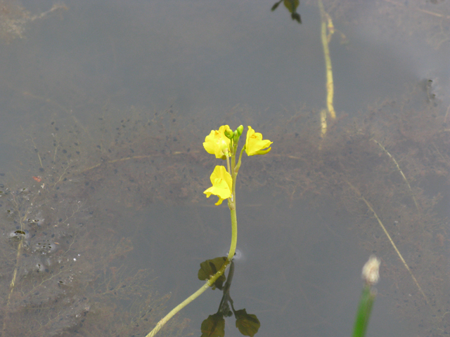 Utricularia macrorhiza (Common bladderwort) #77063