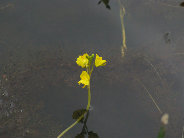 Utricularia macrorhiza (Common bladderwort) #77064