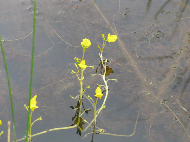 Utricularia macrorhiza (Common bladderwort) #77065