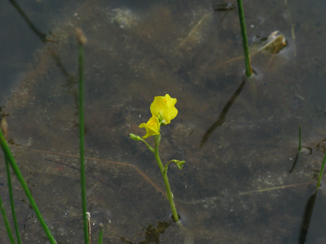 Utricularia macrorhiza (Common bladderwort) #77066