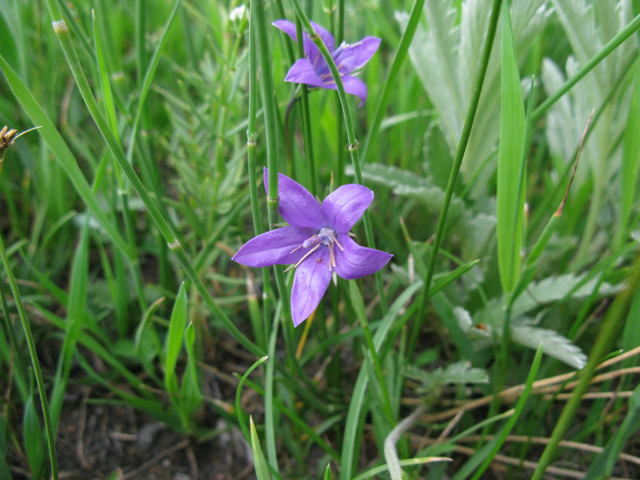 Campanula parryi (Parry's bellflower) #77068