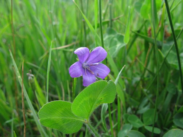 Campanula parryi (Parry's bellflower) #77069