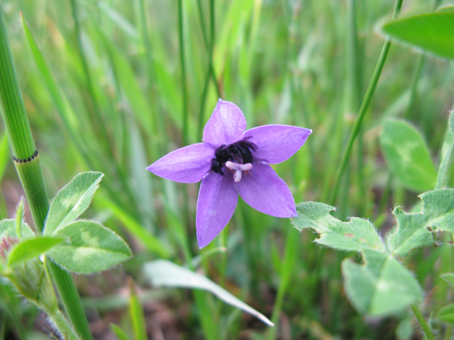 Campanula parryi (Parry's bellflower) #77070