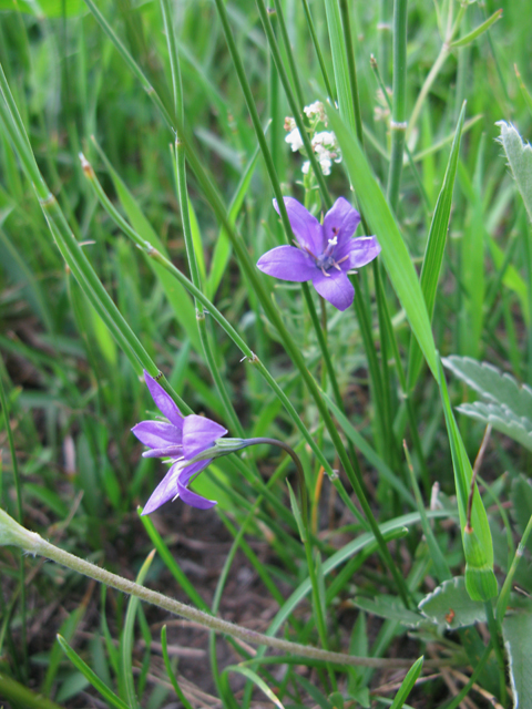 Campanula parryi (Parry's bellflower) #77071