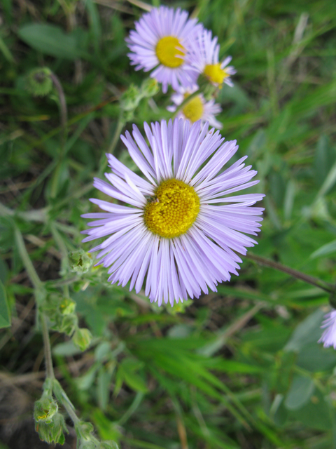 Erigeron speciosus (Aspen fleabane) #77075