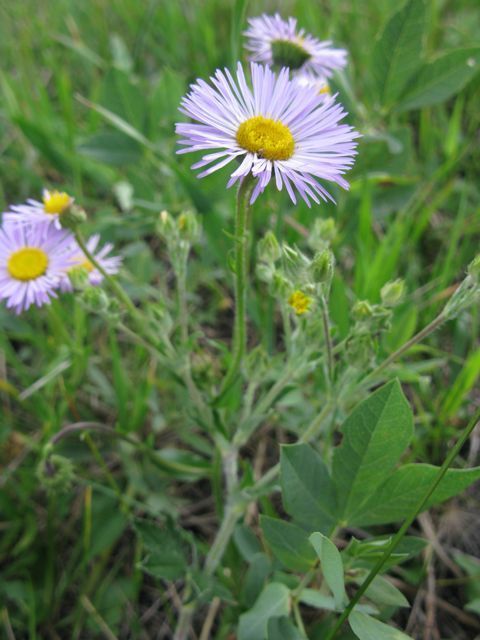 Erigeron speciosus (Aspen fleabane) #77076