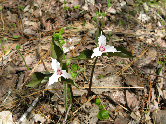 Trillium undulatum (Painted trillium) #77083