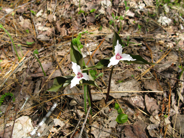 Trillium undulatum (Painted trillium) #77084