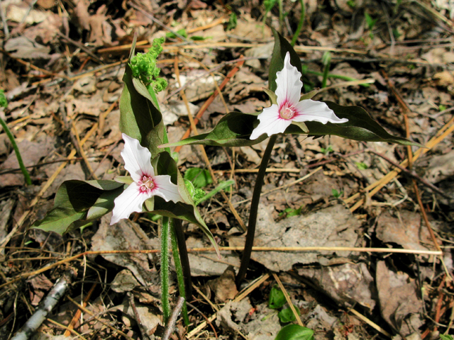 Trillium undulatum (Painted trillium) #77085