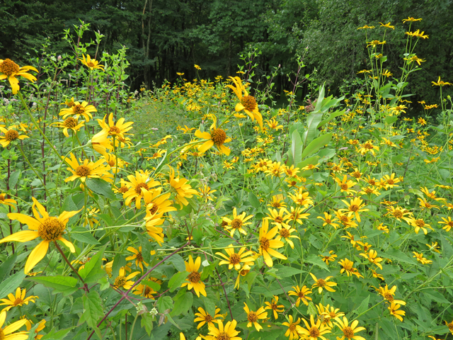 Helianthus divaricatus (Woodland sunflower) #77112