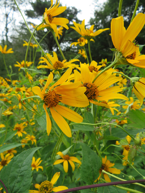 Helianthus divaricatus (Woodland sunflower) #77113