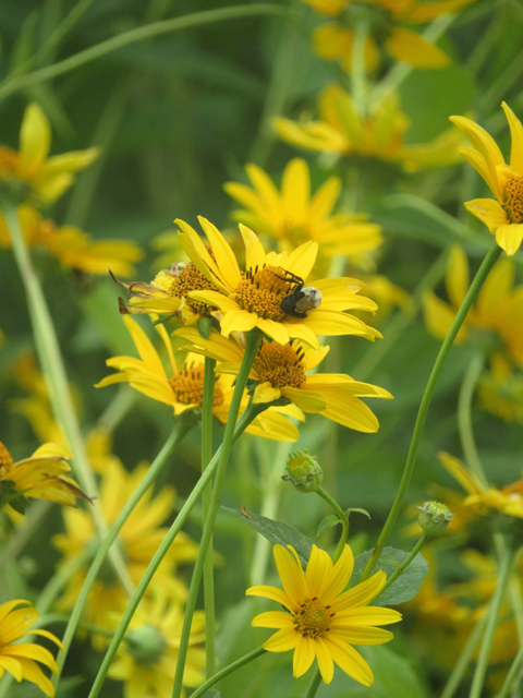 Helianthus divaricatus (Woodland sunflower) #77119