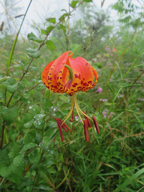 Lilium michauxii (Carolina lily) #77121