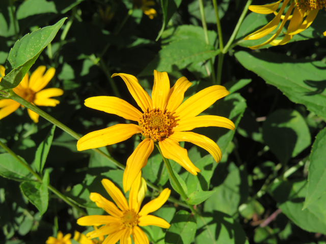 Helianthus divaricatus (Woodland sunflower) #77125