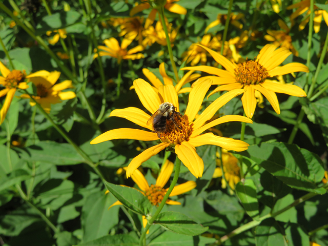 Helianthus divaricatus (Woodland sunflower) #77126