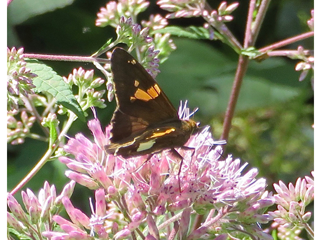 Eutrochium dubium (Coastal plain joe pye weed) #77135