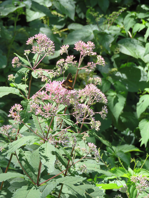 Eutrochium dubium (Coastal plain joe pye weed) #77136