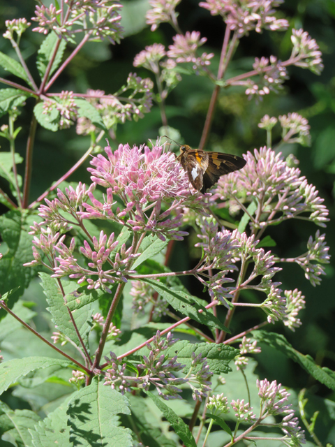 Eutrochium dubium (Coastal plain joe pye weed) #77137