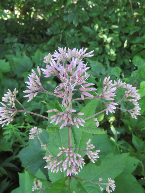 Eutrochium dubium (Coastal plain joe pye weed) #77139