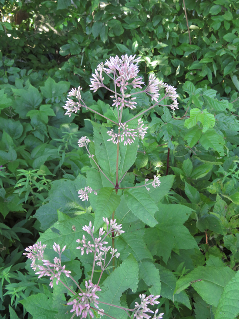 Eutrochium dubium (Coastal plain joe pye weed) #77140