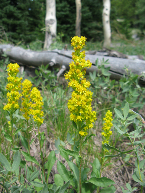 Solidago speciosa var. pallida (Pale showy goldenrod) #77147