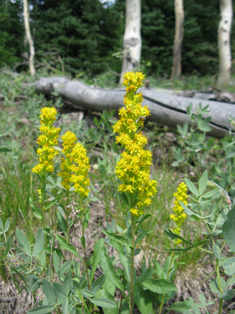 Solidago speciosa var. pallida (Pale showy goldenrod) #77148