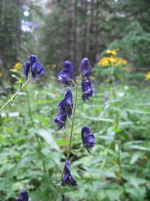 Aconitum columbianum (Columbian monkshood) #77150