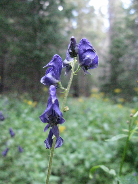 Aconitum columbianum (Columbian monkshood) #77153