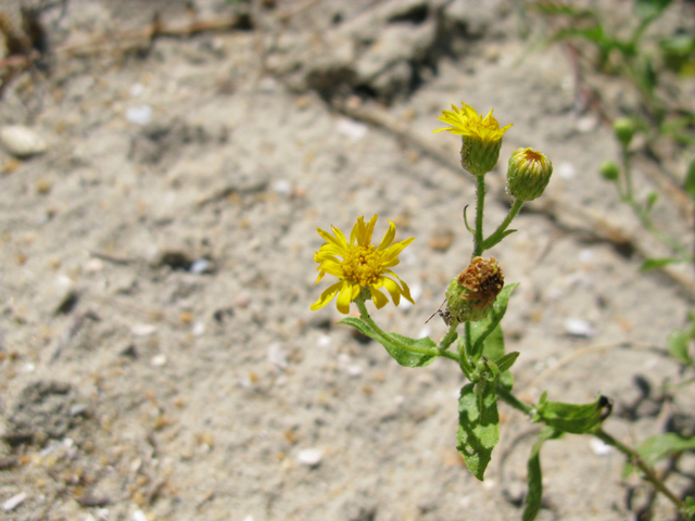 Heterotheca subaxillaris (Camphorweed) #77166