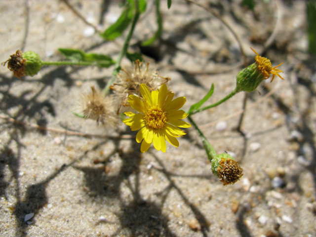 Heterotheca subaxillaris (Camphorweed) #77167