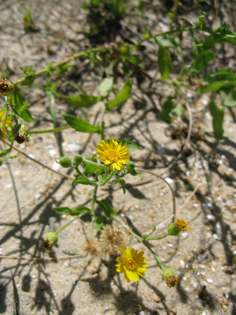 Heterotheca subaxillaris (Camphorweed) #77169