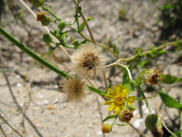 Heterotheca subaxillaris (Camphorweed) #77171