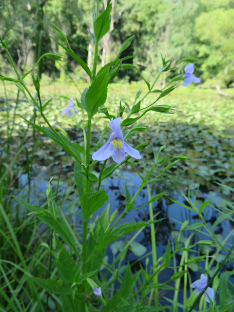 Mimulus ringens (Allegheny monkeyflower) #77172