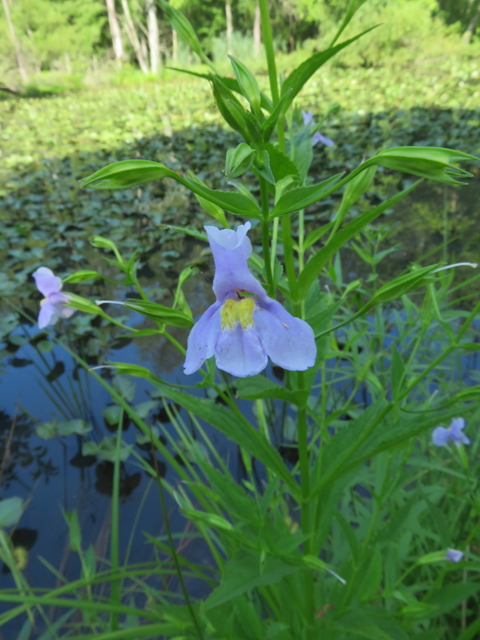 Mimulus ringens (Allegheny monkeyflower) #77173