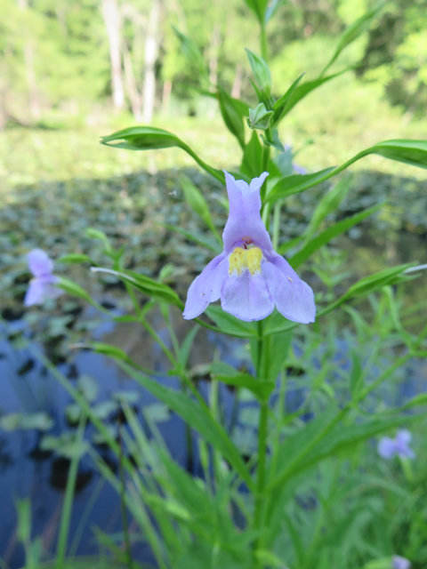 Mimulus ringens (Allegheny monkeyflower) #77174